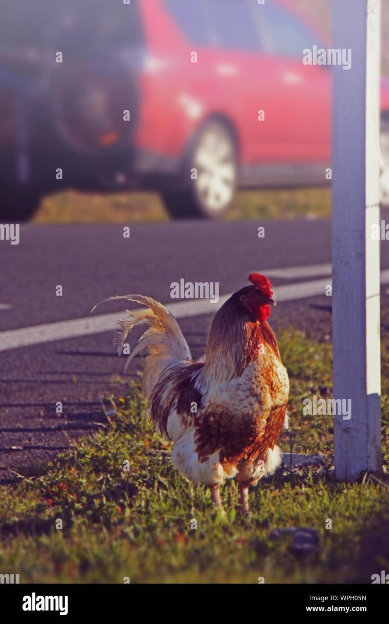 Chicken road españa in Spain